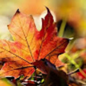 Meet your Posher, Partha